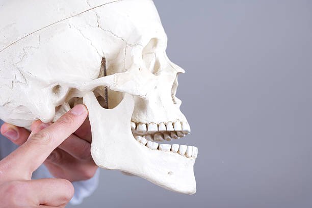 Doctor holding a synthetic skull and pointing at temporomandibular joint which is DISLOCATED (articulation temporomandibularis).